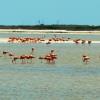 Flamingos near Las Coloradas (Jesus Herrera)