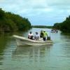 Tour boats in the mangroves (Jesus Herrera)